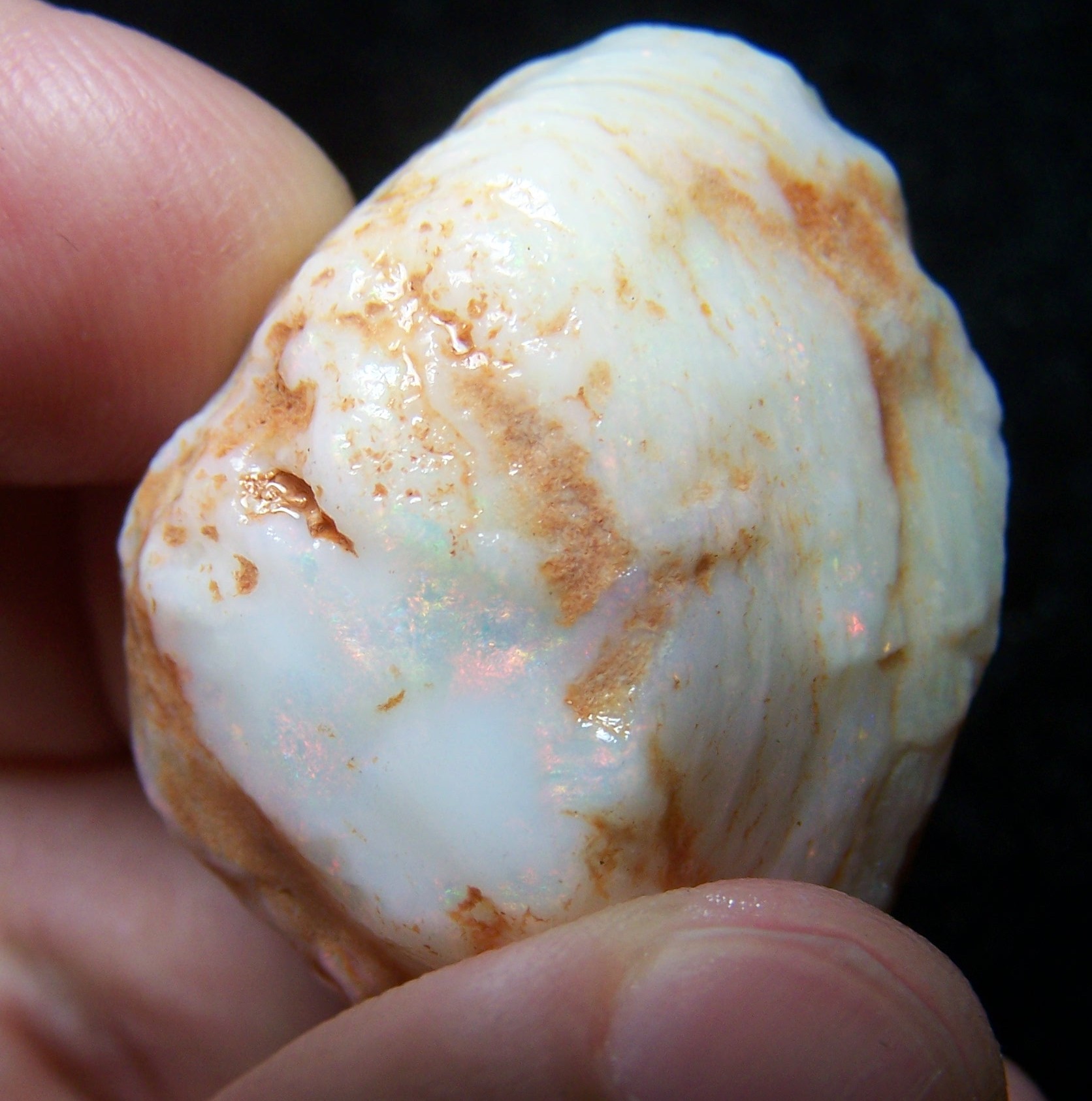 Coober Pedy Australian Fossil shell Rough * VIDEO 74.68 CTs With Color specimen or cutter USA DEALER