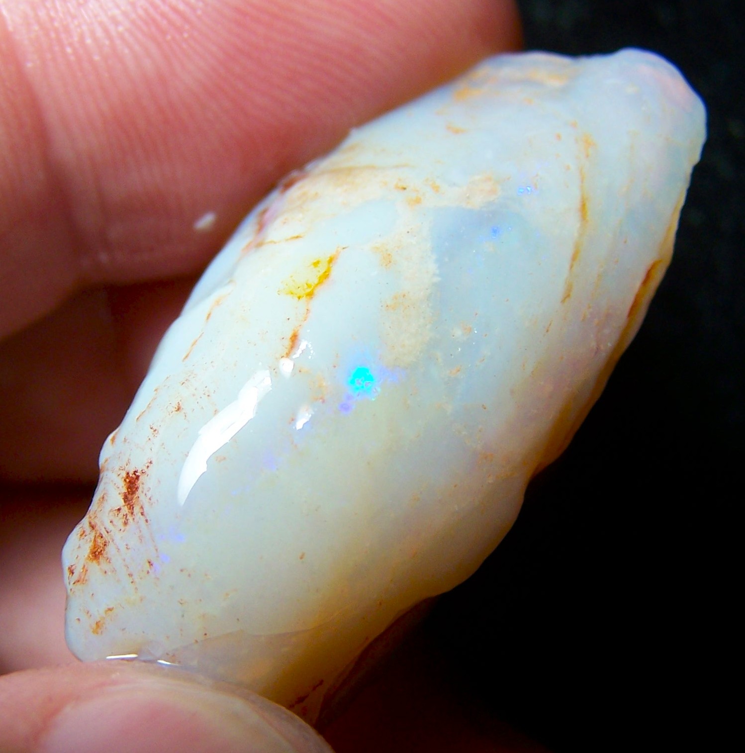Coober Pedy Australian Fossil shell Rough * VIDEO 65.84 CTs With Color specimen or cutter USA DEALER